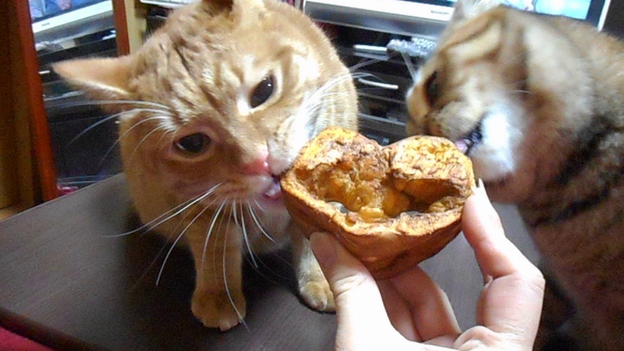 猫に豚の鼻あげてみた Youtube