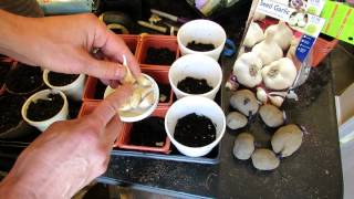 How to Easily Start Soft Neck Garlic Indoors: Yes You Can - TRG 2015 screenshot 2
