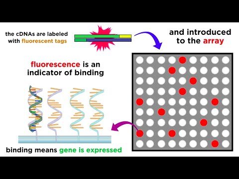 Video: DNA-Microarray-basierter Nachweis Von Coxiella Burnetii, Dem Erreger Des Q-Fiebers