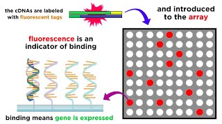 Gene Expression Analysis and DNA Microarray Assays