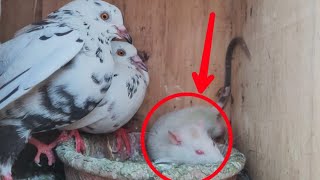 कबूतरों के साथ छोड़ा चूहा  फिर देखिए चूहे ने क्या किया ???  PIGEONS REACTION