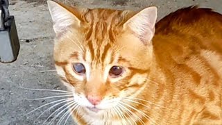 Уличные кошки кушают еду 😻 Смешные коты 😹 Stray cats eating food 😸 Funny cats Cute animals Memes Pet