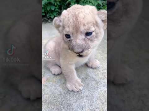 Animal evolution .#tiktok short,s
