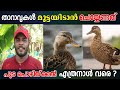 താറാവ് ഉറപ്പായും മുട്ടയിടുവാൻ | Duck Farming Kerala | Tharavu Valarthal Malayalam | Sanis Media