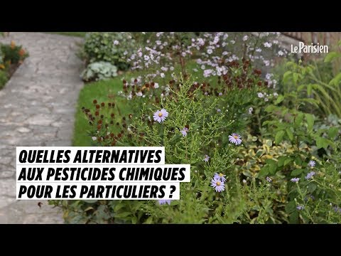 Vidéo: Danger De La Brume - Vue Alternative