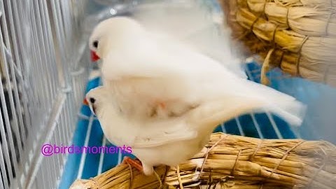 White zebra finch mating