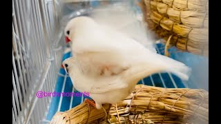 White zebra finch mating