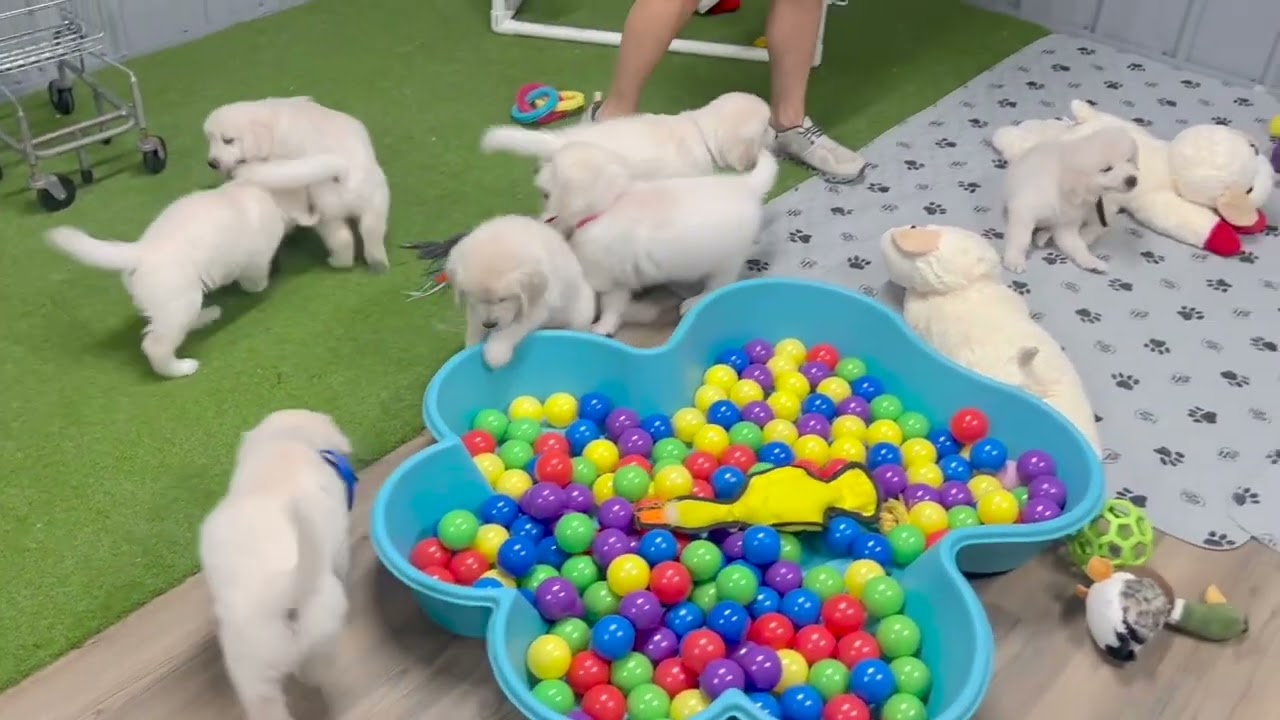 Week 7 Puppy Video – A Bittersweet Goodbye!