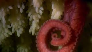 Fedakar Anne Ahtapot