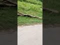 #shortvideo #greenlove #nature #tag #fpy #viralclips