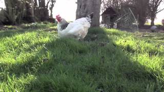 A Chicken's Day! by followhounds 108 views 12 years ago 2 minutes, 3 seconds