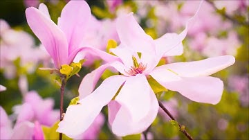 القرآن المجيد  (سورة مريم)  الشيخ  ياسر الدوسري   holy quran surah maryam al dawsari1080P HD 1080p