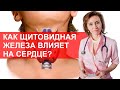 Как щитовидная железа влияет на сердце? Мнение кардиолога. Щитовидка и сердце