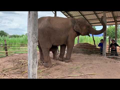 วีดีโอ: วิธีตั้งชื่อช้าง