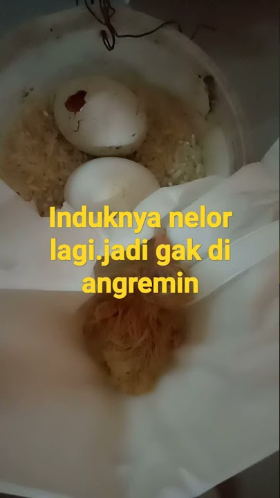 PROSES PENETASAN TELOR MERPATI PAKE MEDIA BERAS