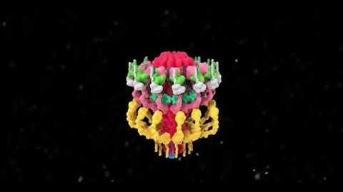 Three-dimensional representation of the Legionella Dot/Icm type IV secretion system