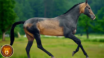 Comment s'appelle la race de cheval vivant sur l'île depuis plus de 1000 ans ?