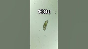 Thumbnail of Tardigrade at 0x, 40x, 100x and 400x magnification!