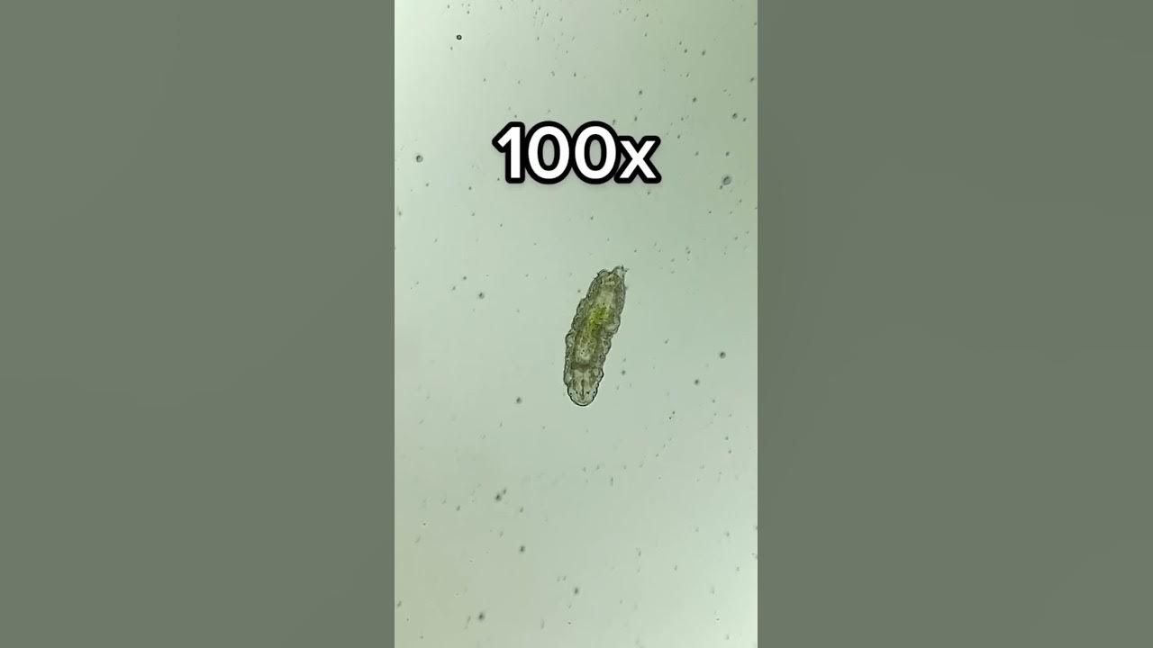 Tardigrade at 0x, 40x, 100x and 400x magnification! Tardigrade at 0x, 40x, 100x and 400x magnification!