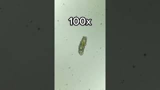 Tardigrade at 0x, 40x, 100x and 400x magnification! screenshot 4