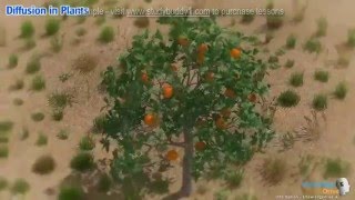 G9 2 1 2 Diffusion in Plants Sample
