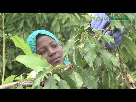 Almaverde Bio - Ciliegie Puglia - video from FruttaWeb