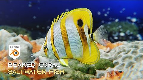 Beaked Coral Fish Saltwater | Blender Project