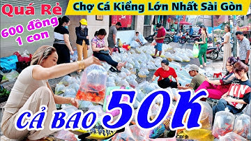 KHU CHỢ CẢ CẢNH RẺ CHẤN ĐỘNG NẰM NGAY TRUNG TÂM TP.HCM ÍT NGƯỜI BIẾT, CÁ CẢNH LƯU XUÂN TÍN CHỢ LỚN