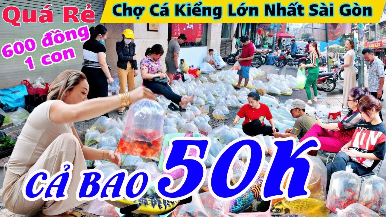 KHU CHỢ CẢ CẢNH RẺ CHẤN ĐỘNG NẰM NGAY TRUNG TÂM TP.HCM ÍT NGƯỜI BIẾT, CÁ CẢNH LƯU XUÂN TÍN CHỢ LỚN