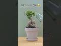 Фикус с мужским хозяйством!!! #фикусы #shortvideo #shorts #комнатныерастения #plants #omg