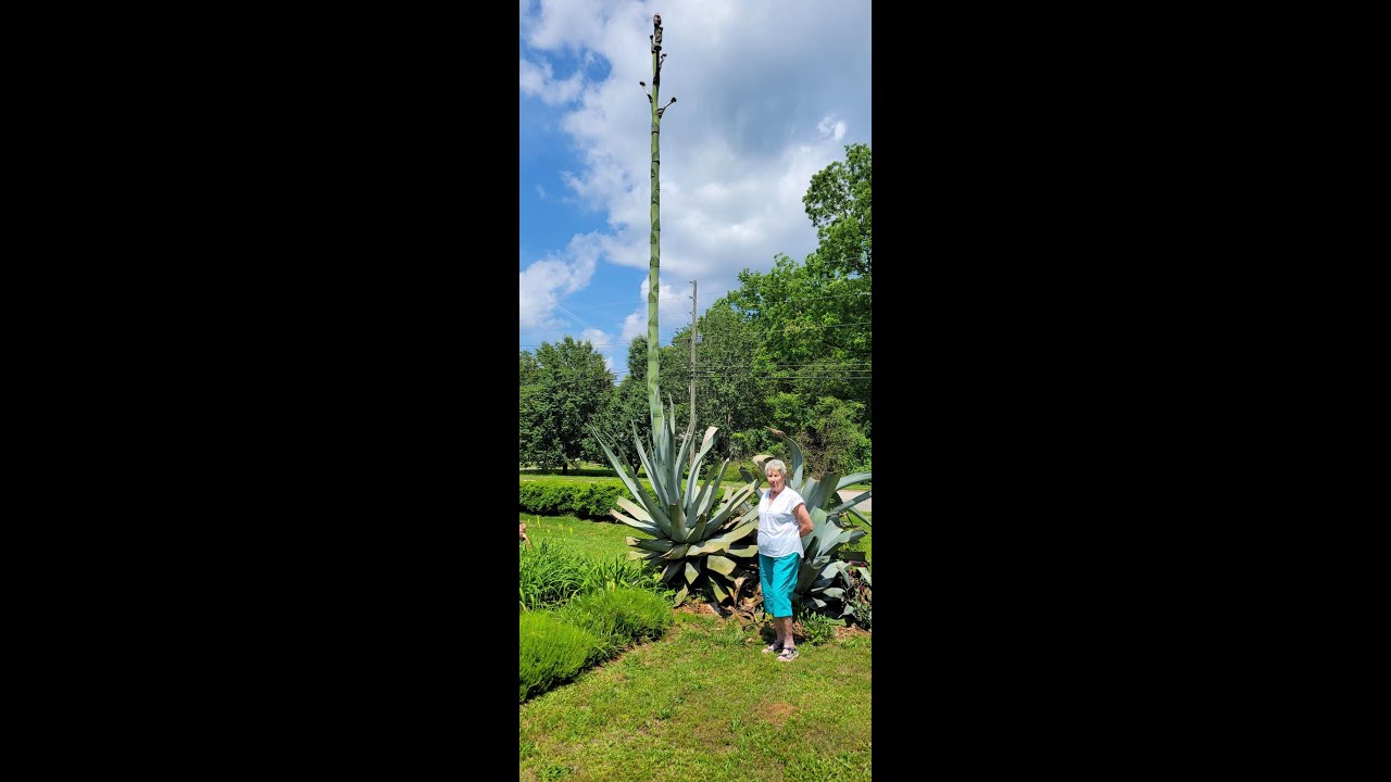 Once In A Lifetime Blooming Agave Plant YouTube Maxresdefault