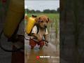 Cute Puppy sells mango juice to make his dream water parktrop come true 🥭 💦