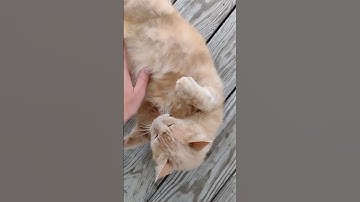 lazy lazy cat #shorts #shortvideo #short #cats #cat #funny #fatcats #southcarolina