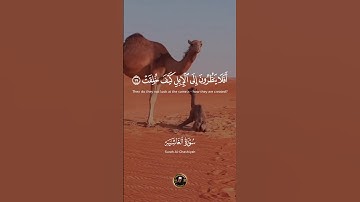 تلاوة تاريخية للحنجرة الذهبية الشيخ عبد الباسط عبد الصمد سورة الغاشية