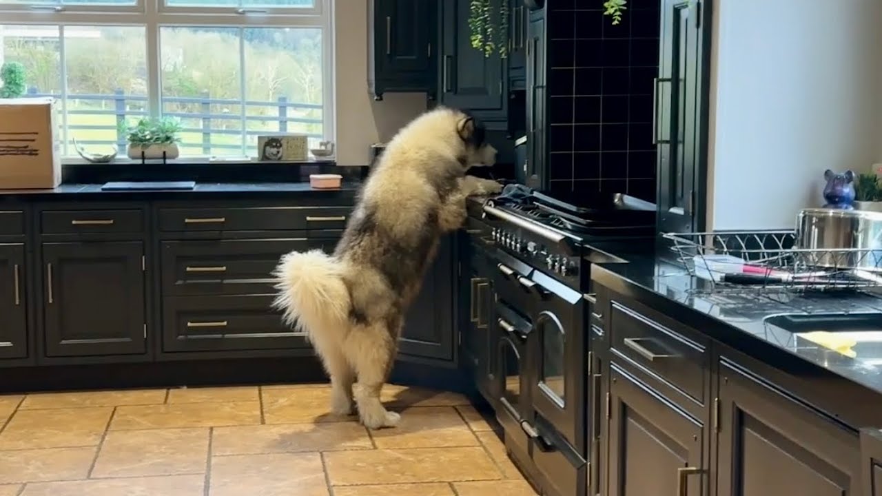 Do You Ever Wonder What Goes Through Their Head?? Cheeky Pets!! - YouTube