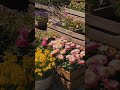 Make everything cinematic with your phone!