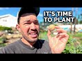 Its finally time to plant potatoes