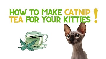 How to make CatNip Tea for your Cats!!