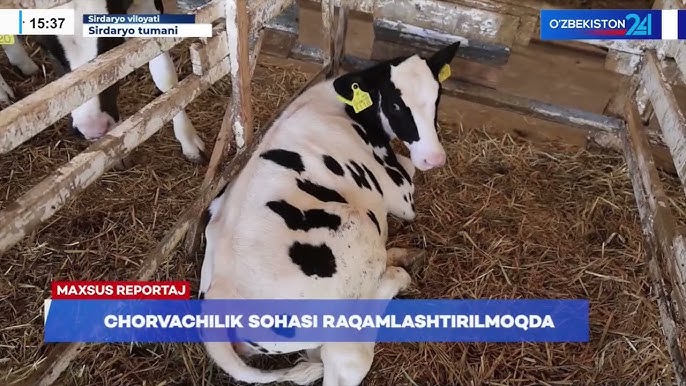 Onanizm eshak mushuk foto Shifokorning katta kokraklari bor