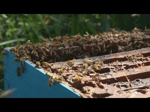 Colombia transforma madera de la tala ilegal en hogar para las abejas | AFP
