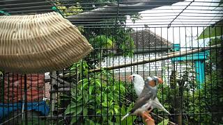 Keunikkan Burung Kecil Emprit Zebra Live
