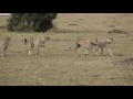 Cheetah coalition of 5 - Maasai mara