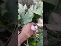Kapas Ki Buwai Ki Taiyari | Desi Kisan Vlog | Khet Mein Kapas Ki Vidhi