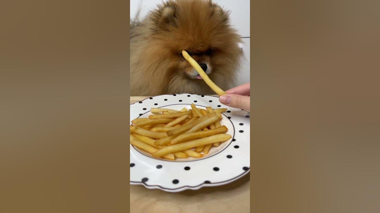 Можно ли котам картошку вареную. Картофельная собака. Пёс картошка. Собака картошка. Можно ли давать собаке вареную картошку.