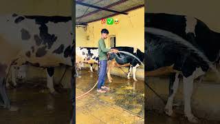Please Subscribe Me 🥺✅💯|| #dairyfarm #shorts #viralshorts