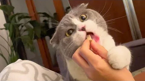 Video 6322041: scottish fold cat, scottishfold kittens cat, scottishfold meow