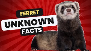 Ferret Unknown Facts (Full)