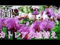 蘭【カトレア】春の植え替え　～ランの育成と管理～