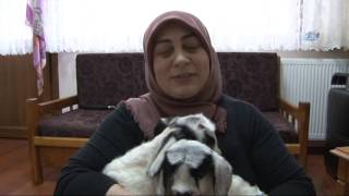 Yavru Kuzuları Evinde Besliyor