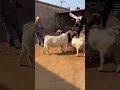 Who met all the friends, Goat Base, recorded the real life of the farmer Female sheep45